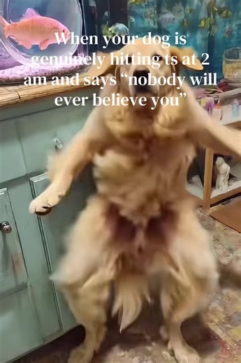 Funny Dog Memes: Nobody Will Ever Believe You