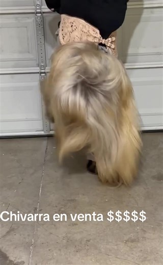 Mateo Cholula (@mateocholula)’s videos with Chilena a Santa Maria - Banda Musical San Francisco