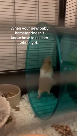 My Baby Hamster's First Steps with the Wheel