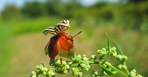 What Do Potato Bugs (Colorado Potato Beetles) Eat?