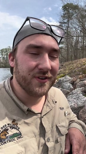 Female Brown Water Snake: A Fish Specialist in South Carolina Waters