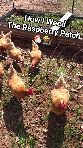 How I Use Chickens to Weed My Raspberry Patch🐓 #Shorts