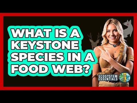 What Is A Keystone Species In A Food Web? - Ecosystem Essentials