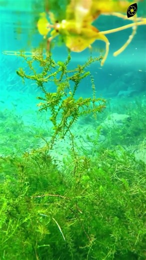 The Azure Sanctuary: Healing Whispers from the Deep | Life in a Blink