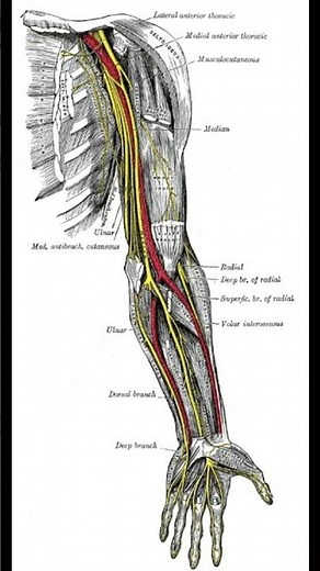Intercostobrachial Nerve Explained | Anatomy & Clinical Relevance #anatomy #surgery #ATC #physio