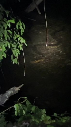 Anaconda Hunting in the Amazon Rainforest