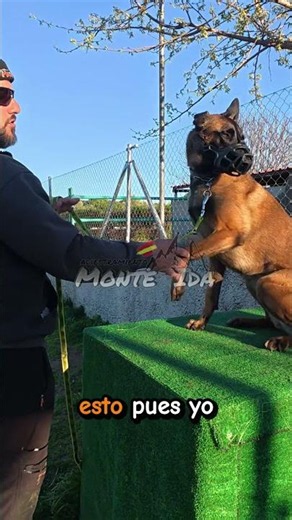BEHAVIOR MODIFICATION - BALOO | PART 1: Progressive Handling #igp #k9training
