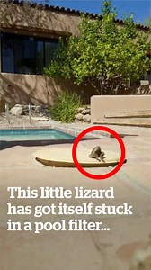 892K views · 2.5K reactions | This kind man is trying to rescue a lizard that got stuck in his pool filter!  | VT | Facebook