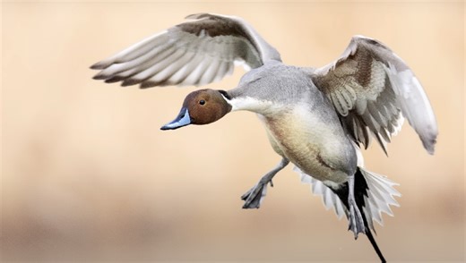 Why Sharp Photos Sometimes Don't Look Sharp