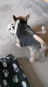 Ands anuva | Chorkie The Chorkie