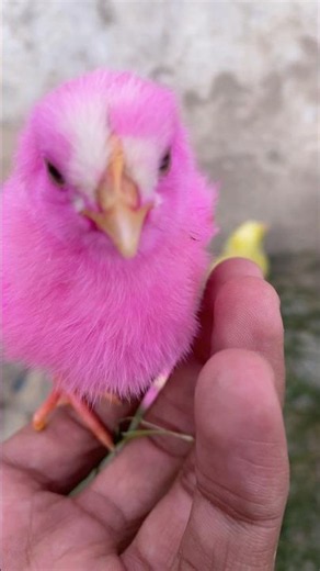 🐥 100 Cute Baby Chicks ASMR | Relaxing Chirping Sounds 4K) #asmr #babychicks #birdsounds #chickasmr
