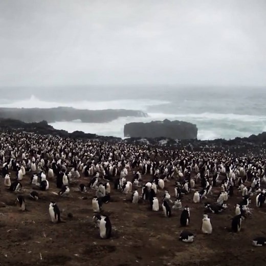 1.6M views · 3.8K shares | These penguins use their poop to melt snow so they can breed earlier. | Insider Tech | Facebook