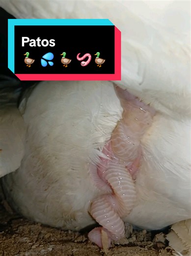 Muscovy Ducks: A Quirky Look at Patos
