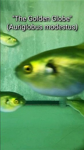 The Golden Globe - Auriglobus modestus - freshwater pufferfish #shorts