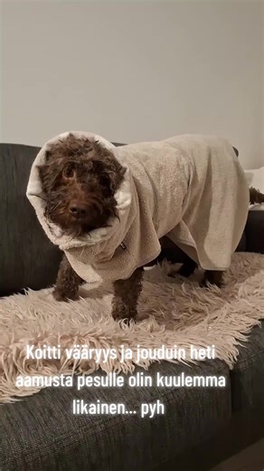 #hilma #kylvyssä #heti #aamusta #paraskoirapuhdaskoira