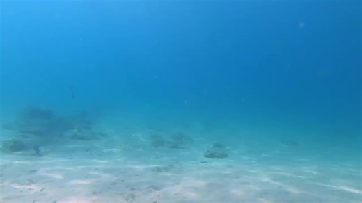 Couple of Cranky Cuttlefish