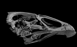 Scientists unveil details about wonder chicken' that roamed across the earth with T-Rex