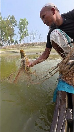 Amazing Traditional Net Fishing in the River | Catching Giant Catfish 🎣 #fishing #fish #bigfish