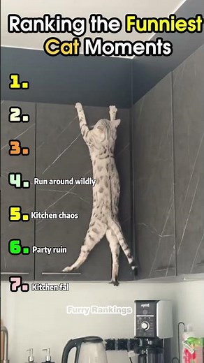 Ranking Cats Destroying Everything! 😹💥