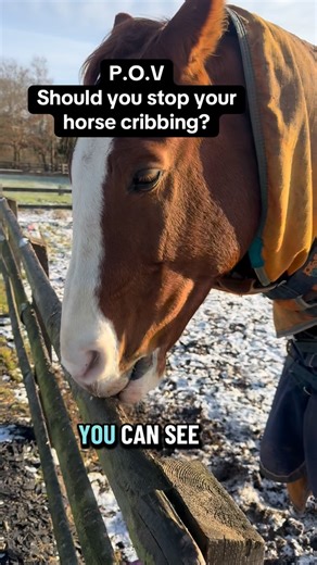 To crib or not to crib? Cribbing is a very difficult habit to stop. I personally don’t know of any methods that are completely successful. When I used all the traditional methods to try and stop Sox it made him extremely unhappy and very stressed. So I chose to leave him be and 20 years later he is still thriving. Yes his teeth have been worn down but this does NOT effect his ability to graze or eat in the slightest. You can see this for yourself as he is in spanking condition for a 20 year old 