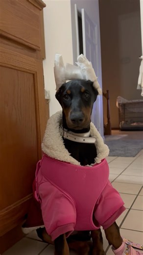 Throwback to baby Zaina learning about life, cats and stairs! #dobermansoftiktok #puppy