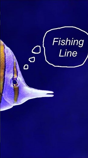 Improving Lute Tuning #shorts#lute#guitar#lutherie#tuning