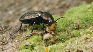 Ground beetle Carabus ullrichii foraging on a slug, predatory copper bug eating