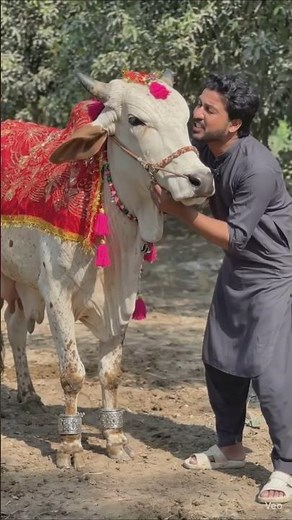 Syed Fahad Funny Cow Shorts 🤣 = #shorts #funny #viralshorts@SyedFahad.