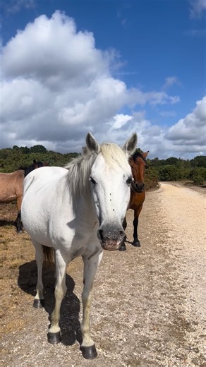 Tammie | The Bodybuilding Med Student 🩺 on Instagram: "reminiscing about summer 🐴🌳🌤️💚 little throwback to my usual staycay in the @newforestnpa to sunnier, warmer, stress free times 💛 especially now is 1 out in Leics ❄️☃️ and we’re 9 weeks deep into sem 3 😭 **all wildlife filmed at a distance using zoom lens 🫶🏽 #summer #britishsummer #nature #newforest #explorepage #throwback"