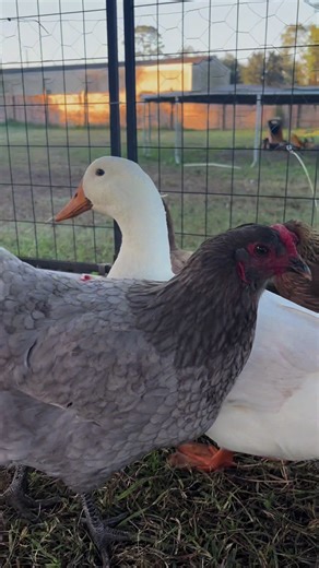 Good morning #chickensoftiktok #ducksoftiktok