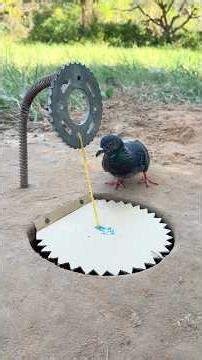 Unique DIY pigeon bird trap by pepper & spring #camping #outdoors #bushcraft