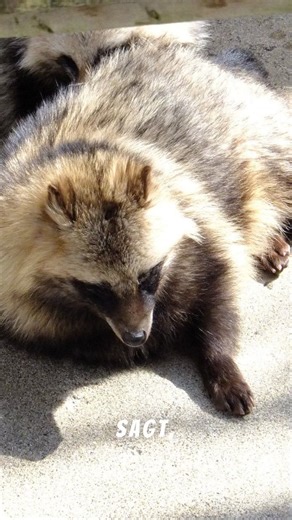 In Japan kennt man den Marderhund als Tanuki – ein Wesen, das zwischen Mythos und Realität wandelt 🐾. Er gilt als Glücksbringer 🍀, Schalk und Symbol für Wandel und Lebensfreude 💛. Alte Geschichten erzählen, dass er seine Gestalt ändern kann, um Menschen zu testen oder zu beschützen 🏯. Bis heute steht der Tanuki in Japan für Humor, Glück und die Magie des Alltäglichen ✨. #marderhund #tanuki #tiermythen #japan #legenden #tierfreunde | Süße Tiere