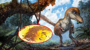 Scientists uncovered a bloody, feathered dinosaur tail that got stuck in tree sap 99 million years ago. | Business Insider