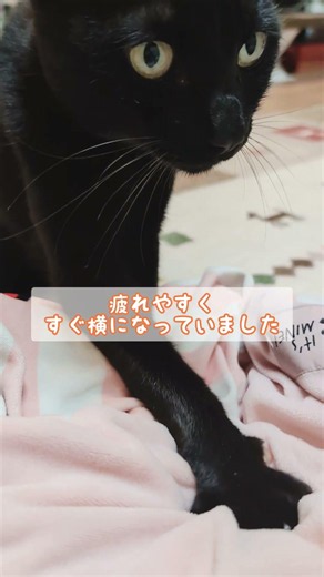 日常#肥大型心筋症 #服薬治療中 #猫の病気 #ねこのいる暮らし