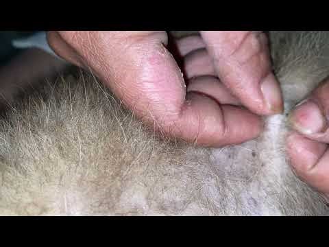 Here Are True Dog Lovers – Pure Unconditional Love