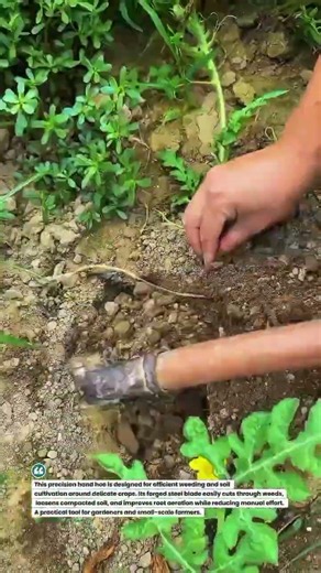 Precision Hand Hoe for Fast Weed Removal & Soil Loosening 🌱 #FarmingTools #Gardening #AgriTech