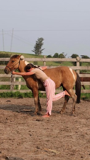 #domaindia #horse #cavalo @Ariane Grützmann 🎥 Amanse indigena de potro. In this video, I am taming a horse based on Indigenous taming - a method that does not use violence to work with wild horses. I am desensitizing it (removing the tickling) with my hands and feet because is less terrorizing to a foal to feel warm skin than it is to feel any kind of instrument used to this end. and the position I am in is so that it cannot hurt me - it cannot kick me or hit me with its hands.