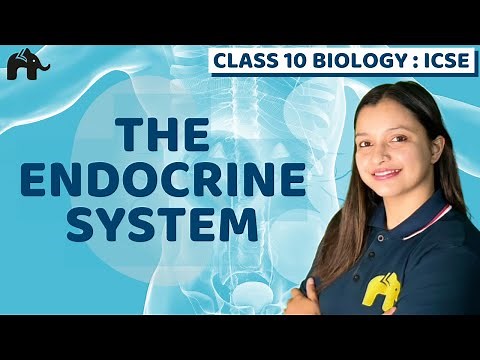 The Endocrine System | Chapter 12 Class 10 ICSE Biology Selina