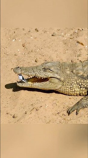 Crocodile की Dental Care देखकर हैरान रह जाओगे🐊😱 #wildlife #animals