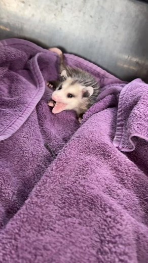 Cute Baby Opossum Doubling Fun!