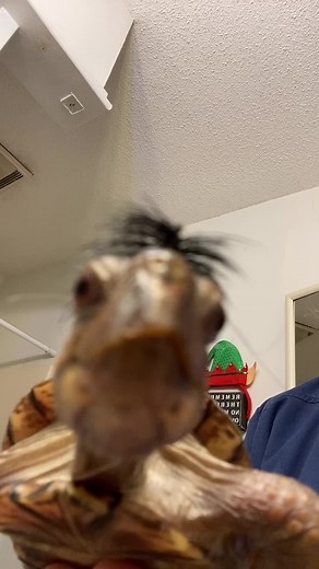 Close-Up: Tortoise with Unique Black Hair Tuft