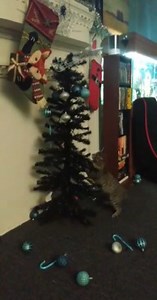 This kitten was curious about the Christmas tree their owner put up. In their curiosity, the feline jumped up at the tree, making it fall down, and then walked away from their mistake quietly. | Jukin Copyright Management | Facebook