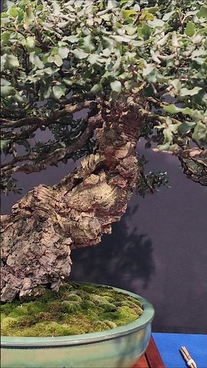 [유럽] 굴참나무 분재 감상 #분재 #bonsai #盆栽 #盆景 #盆景制作 #정원수 #특수목 #분재개작