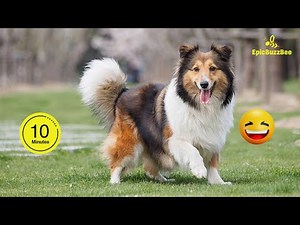 Best of Sheltie | 10 Minutes of Pure Fun You Don't Want To Miss🐶