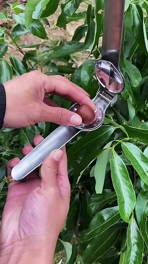 How to Properly Slice Round Fruits with Precision Tools