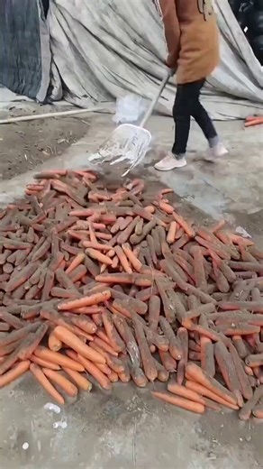 中国の野菜の取り扱い動画。やばい。。・殺虫剤などの毒性化学物質（違法農薬の使用）を散布　人体に取り返しのつかない被害を与えます。 韓国輸入摘発事例（2025年）　・ 中国産ニンジン（クロチアニジン14倍超）・ タマネギ（チアメトキサム12倍）・ ニラ（イマザリル超）・ 冷凍ホウレン草（パロキサジン超）