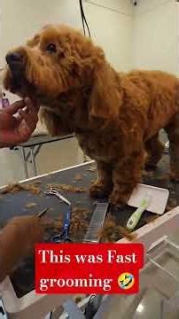 fast grooming of kockapoo🐾#dog #cockapoo#pets #viralvideo #viralshorts #viral #viralshort