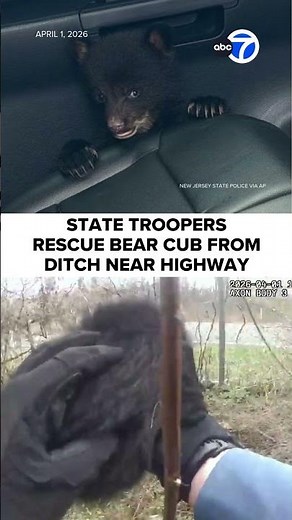 State troopers rescue bear cub from ditch near highway