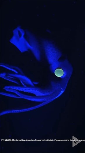 A Creature with One Eye Looking Up, the Other Down: The Evolutionary Logic of the Strawberry Squid