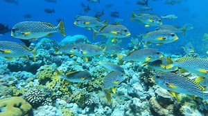 57K views · 1.7K reactions | I just found my new favourite dive spot... Every fish species you can imagine in one crack of the reef! | Back 2 Basics Adventures | Facebook